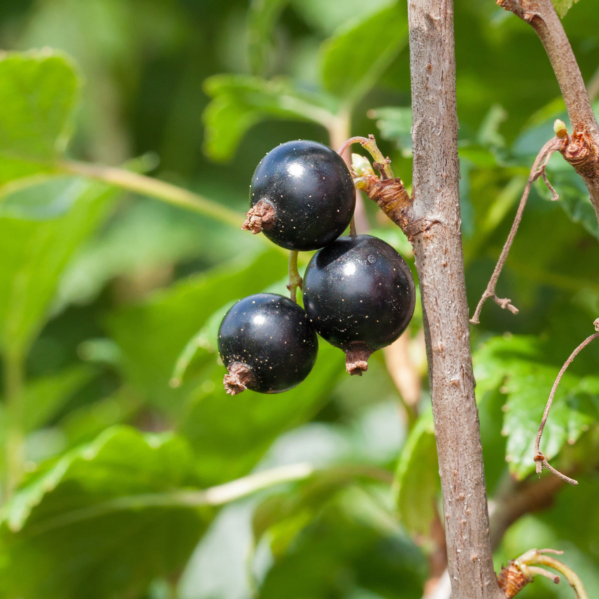 Schwarze Johannisbeere Andega - Bakker