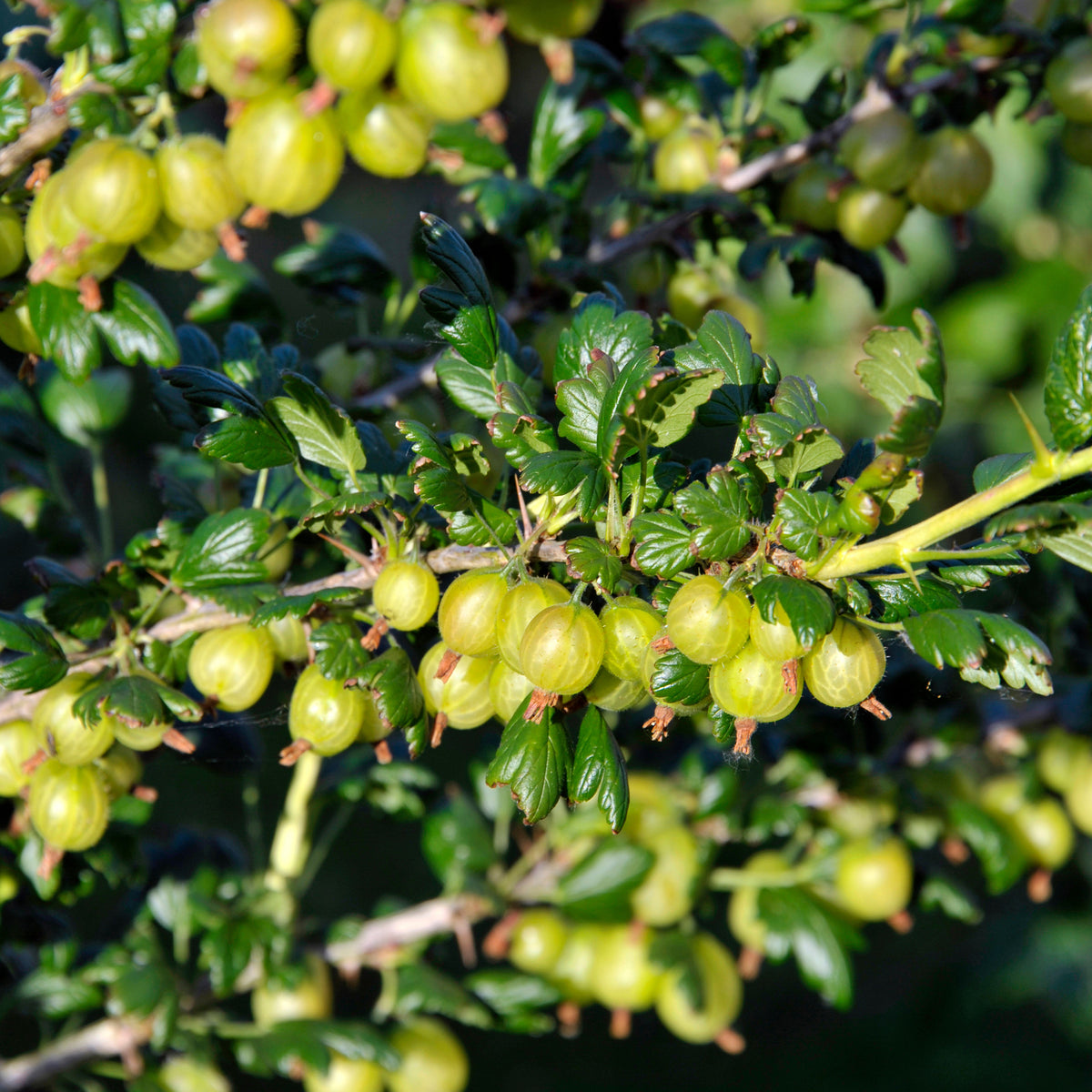 Englische Weiße Stachelbeere (x2) - Ribes uva-crispa anglaise blanche - Bakker