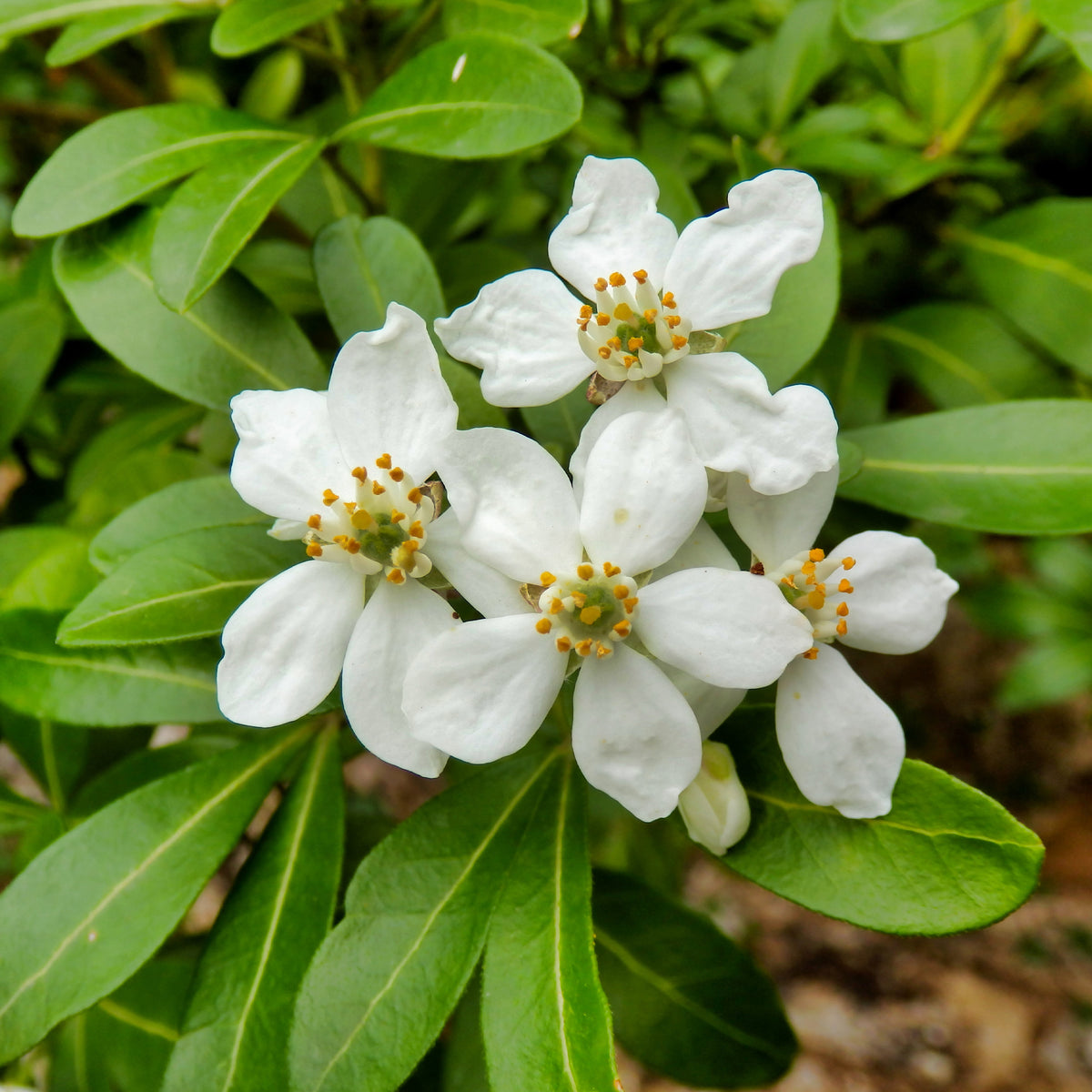 Choisya ternata - Orangenblume - Balkonsträucher