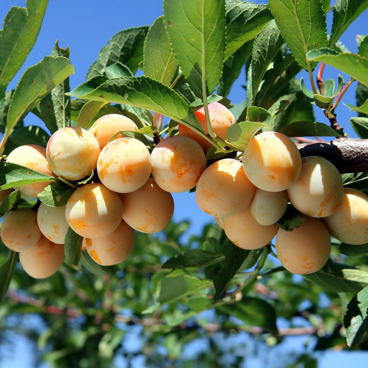 Verkauf Pflaume Mirabelle von Nancy