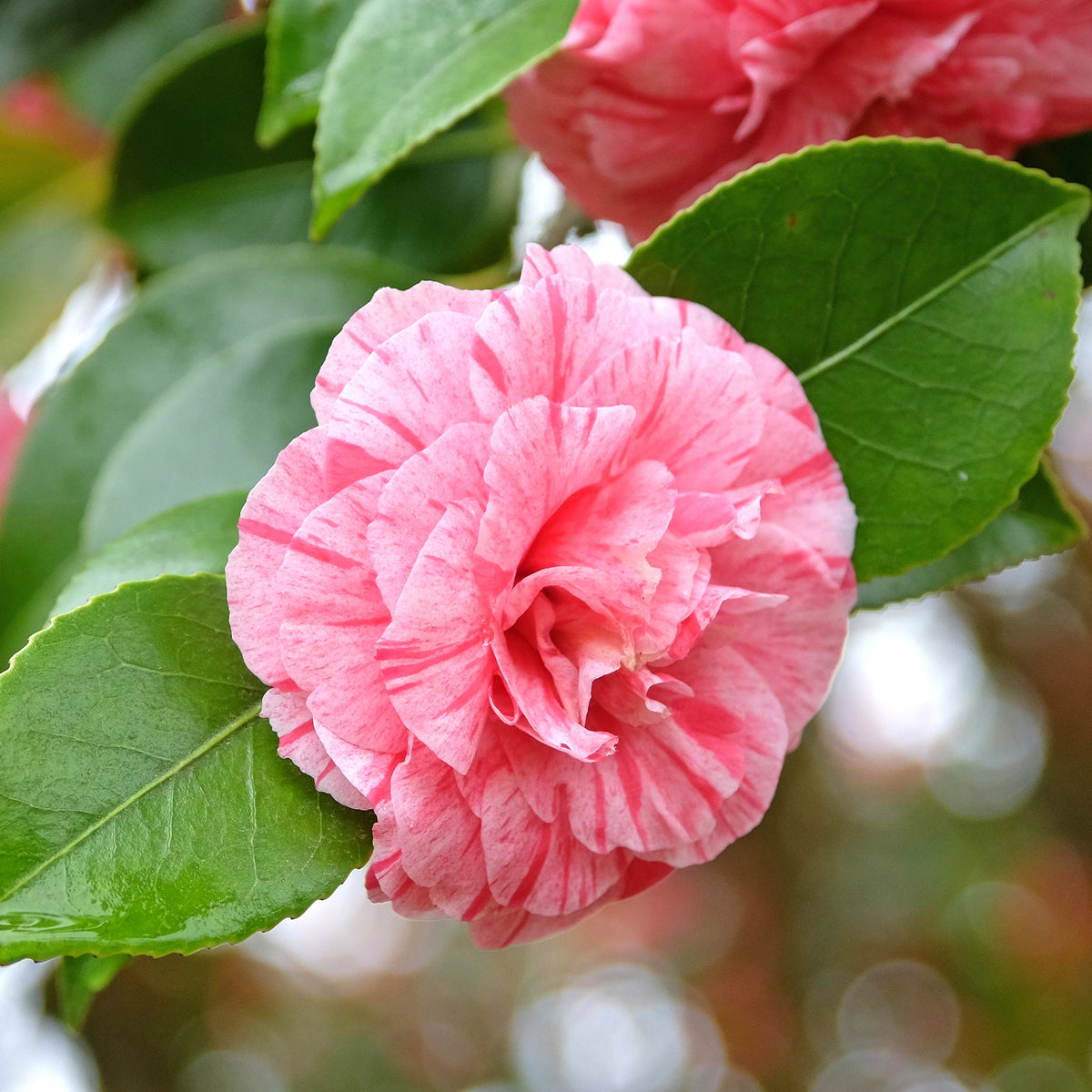 Verkauf Kamelie William Bartlett - Camellia japonica william bartlett