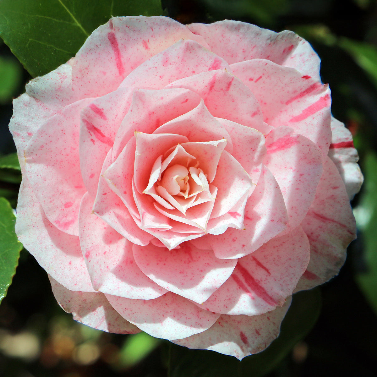 Camellia japonica william bartlett - Kamelie William Bartlett - Kamelie