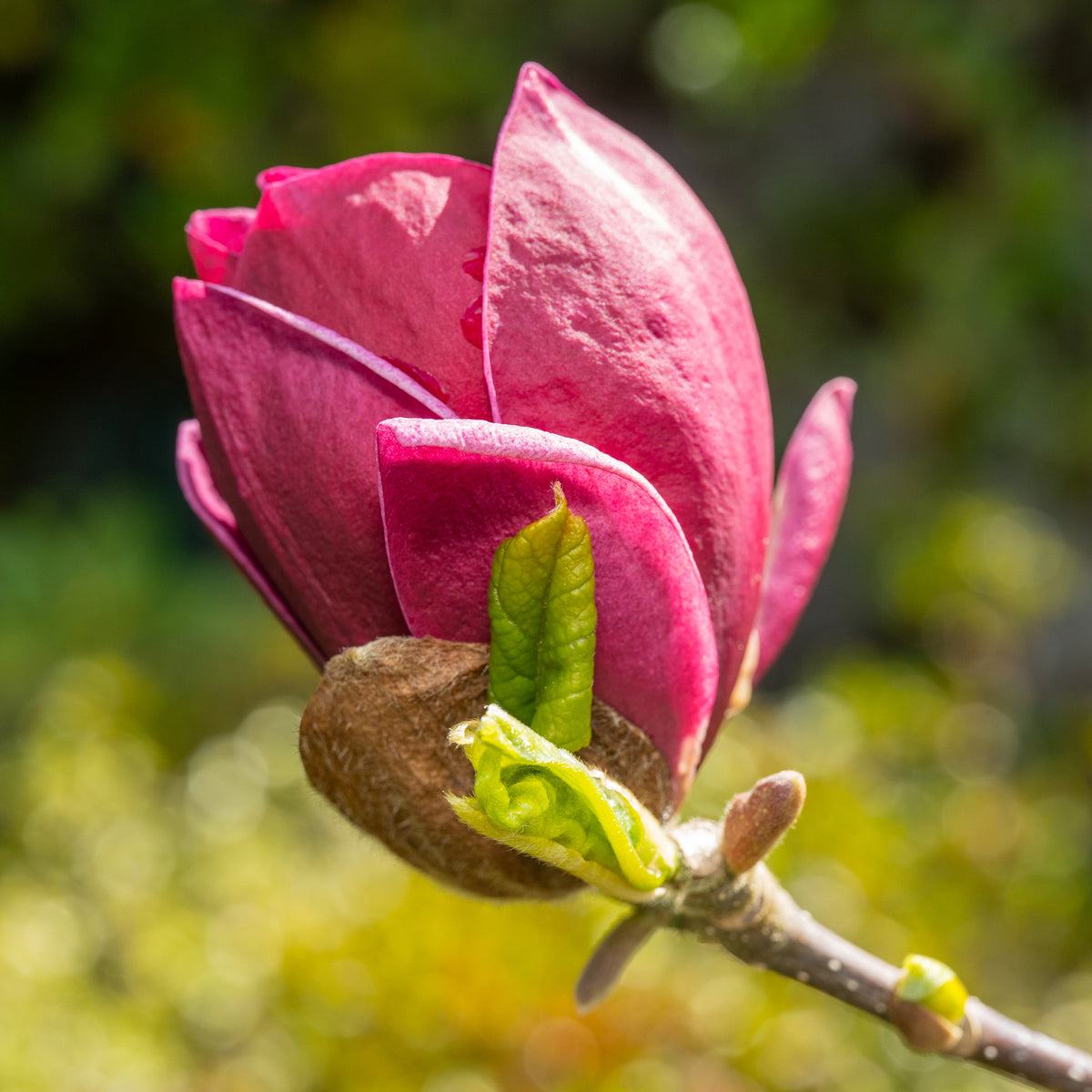 Magnolie Genie - Bakker