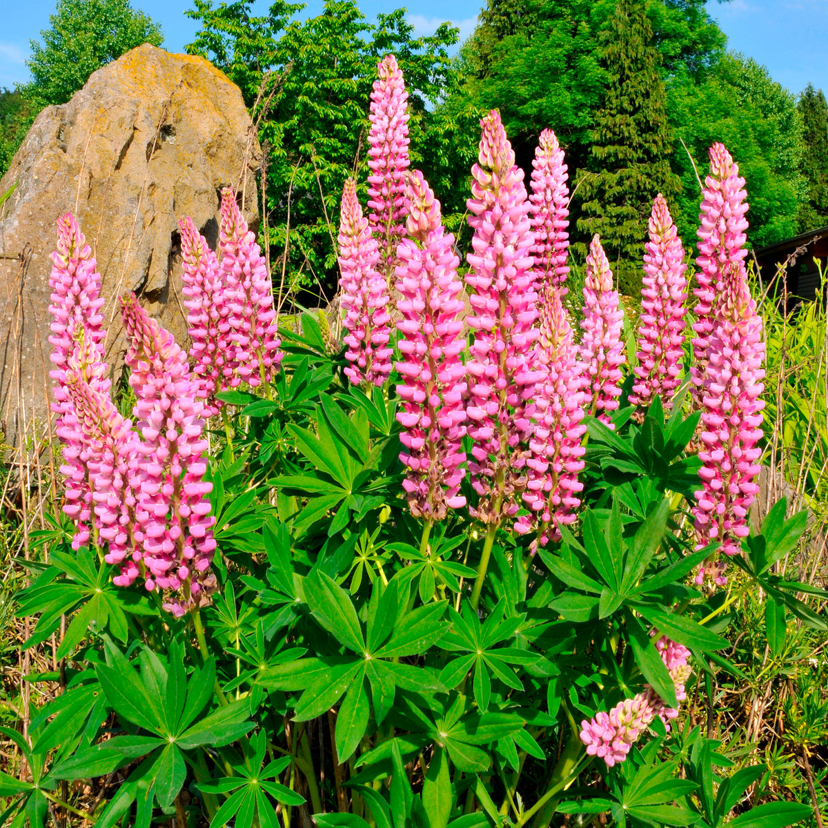 Lupine ‘Russell Pink’ (x3)