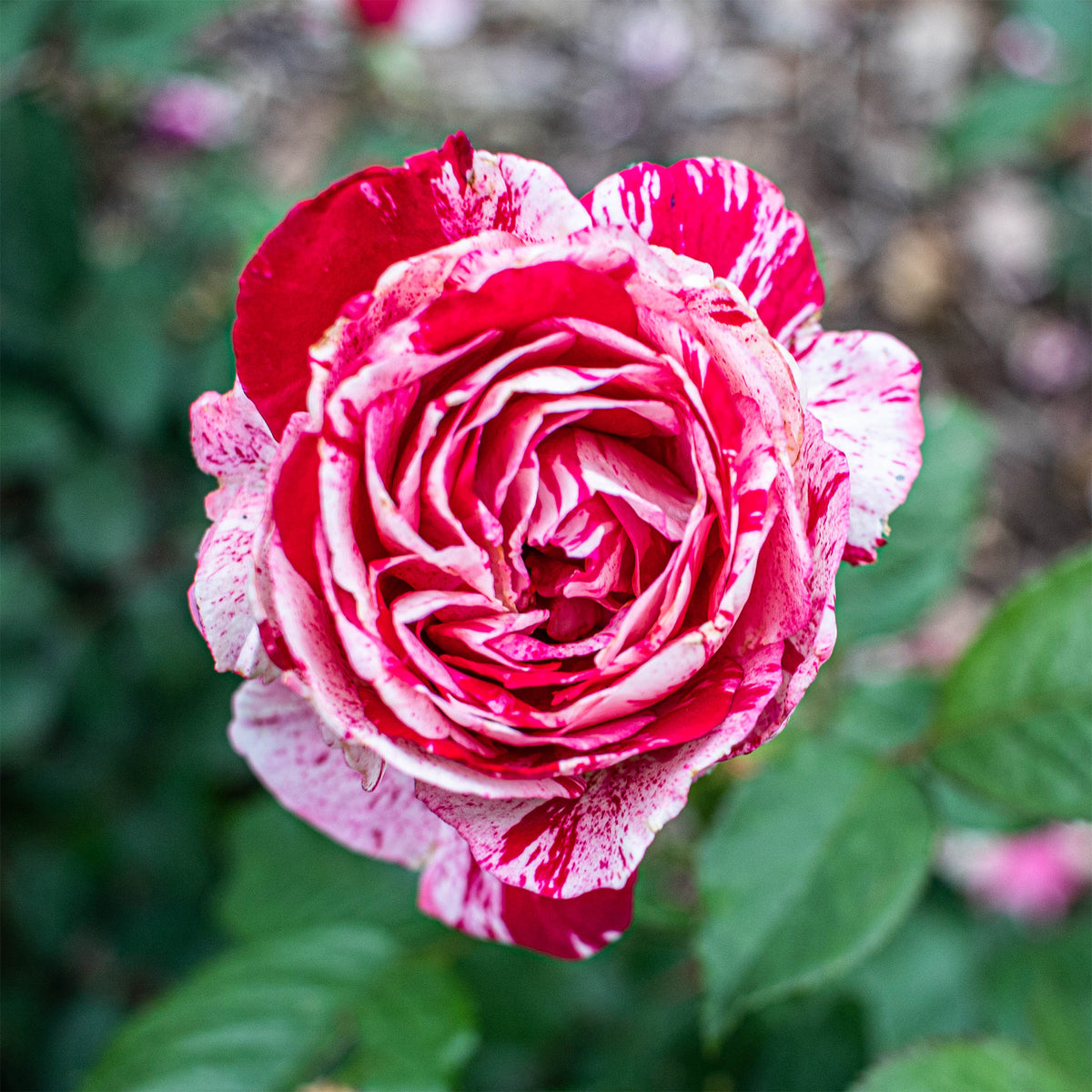 Strauchrose Candy Stripe - Bakker