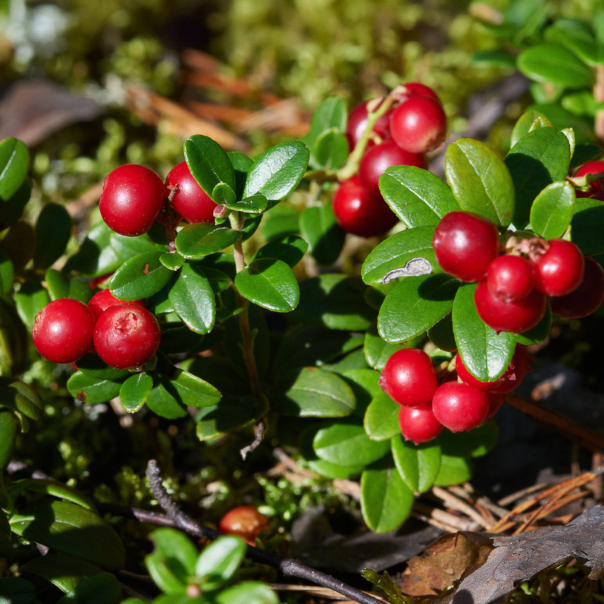 Preiselbeere Miss Cherry ® - Bakker