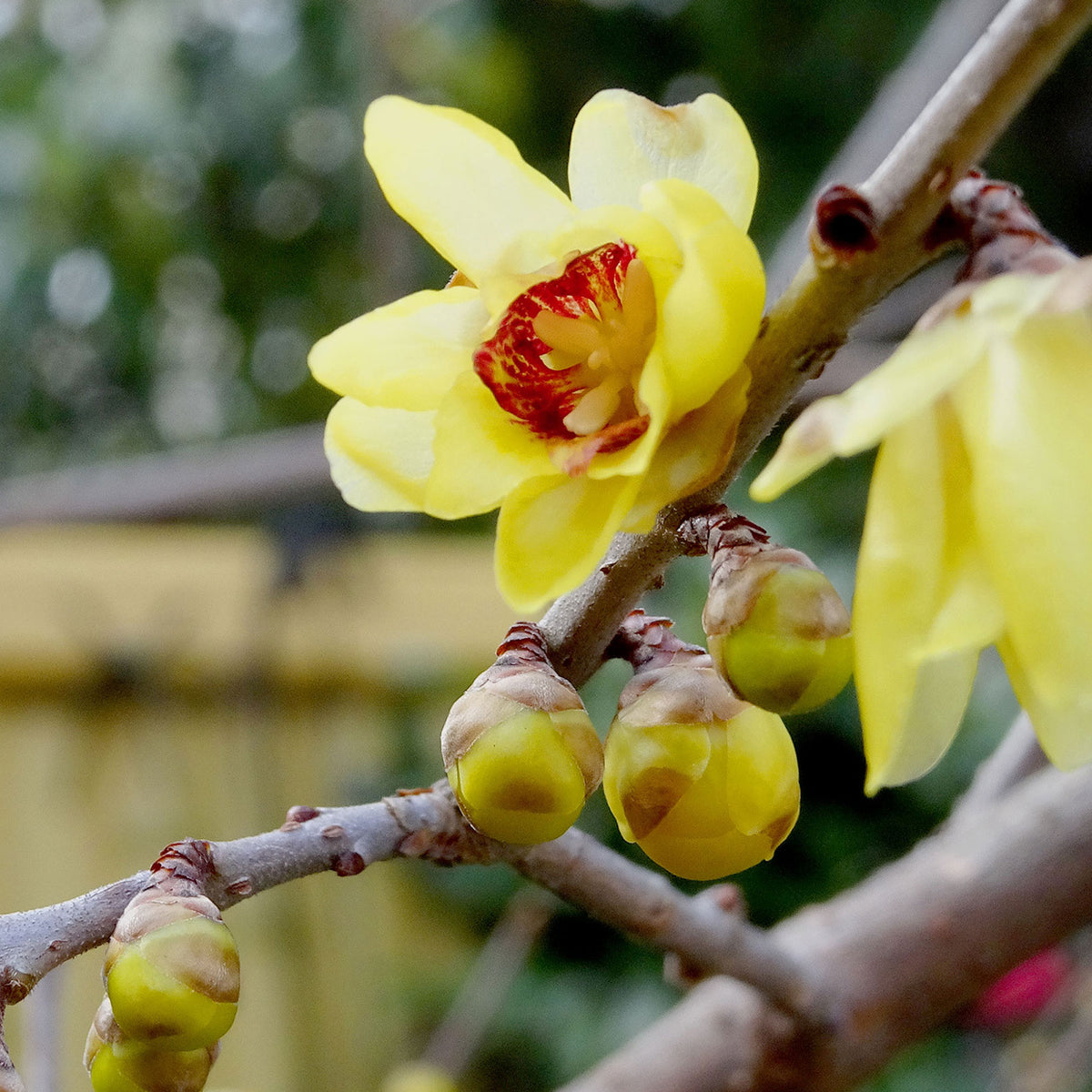 Chimonanthus praecox - Winterblüte - Sträucher