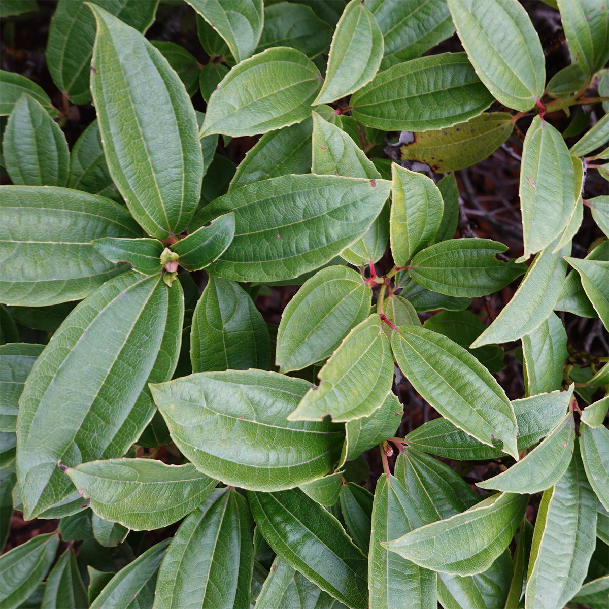 Kissen-Schneeball (immergrün) - Viburnum davidii - Bakker