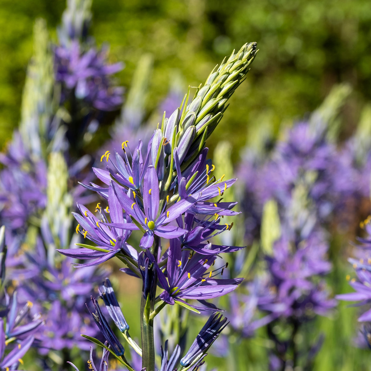Prärielilie Caerulea (x5) - Bakker