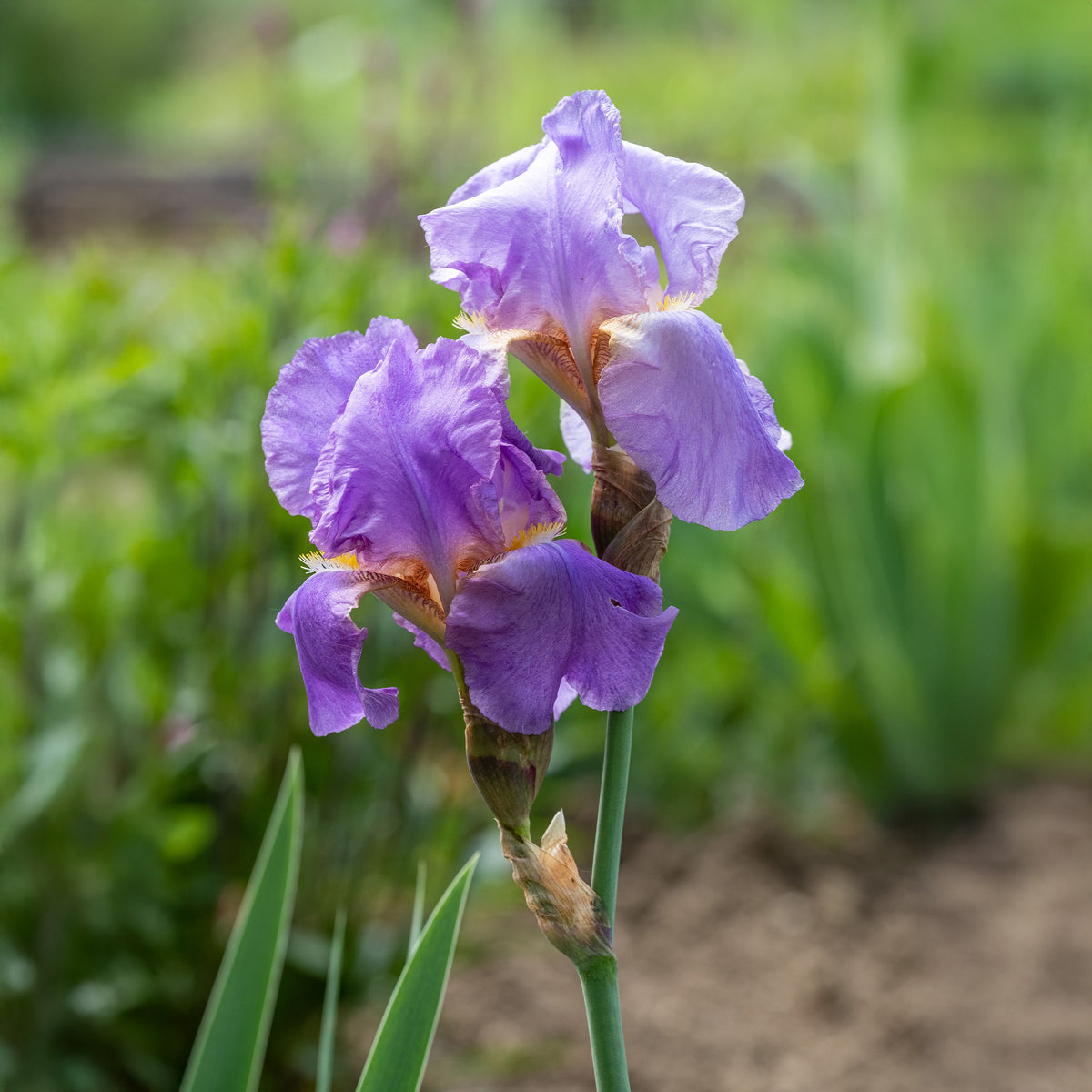 Iris germanica - Deutsche Schwertlilie - Deutsche Schwertlilie Lovely again (x3) - Iris germanica lovely again