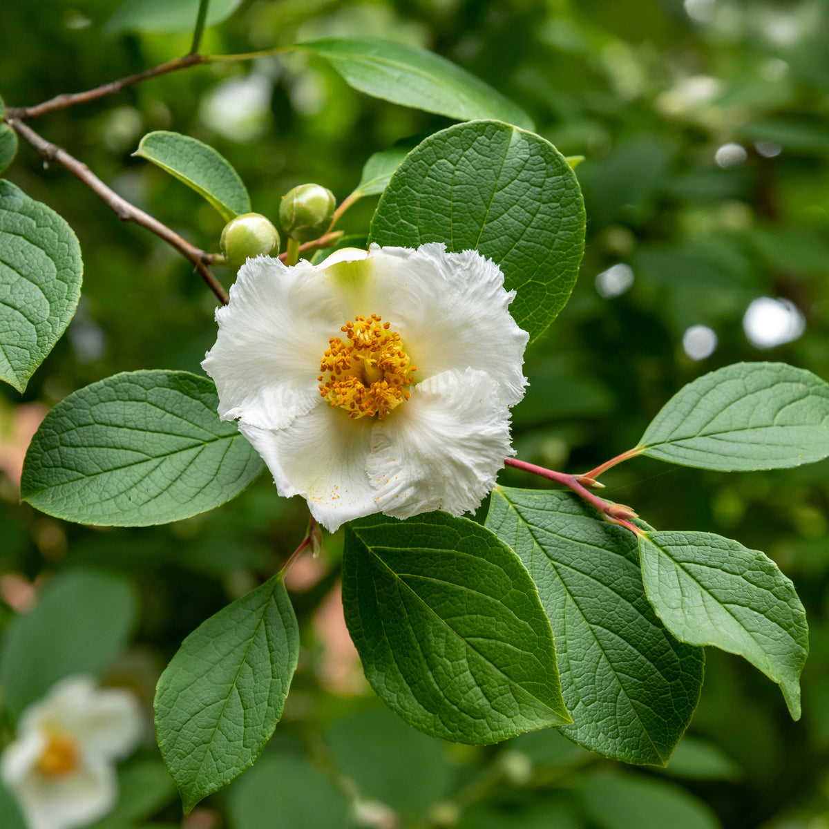 Stewartia pseudocamellia - Japanische Scheinkamelie - Balkonblumen