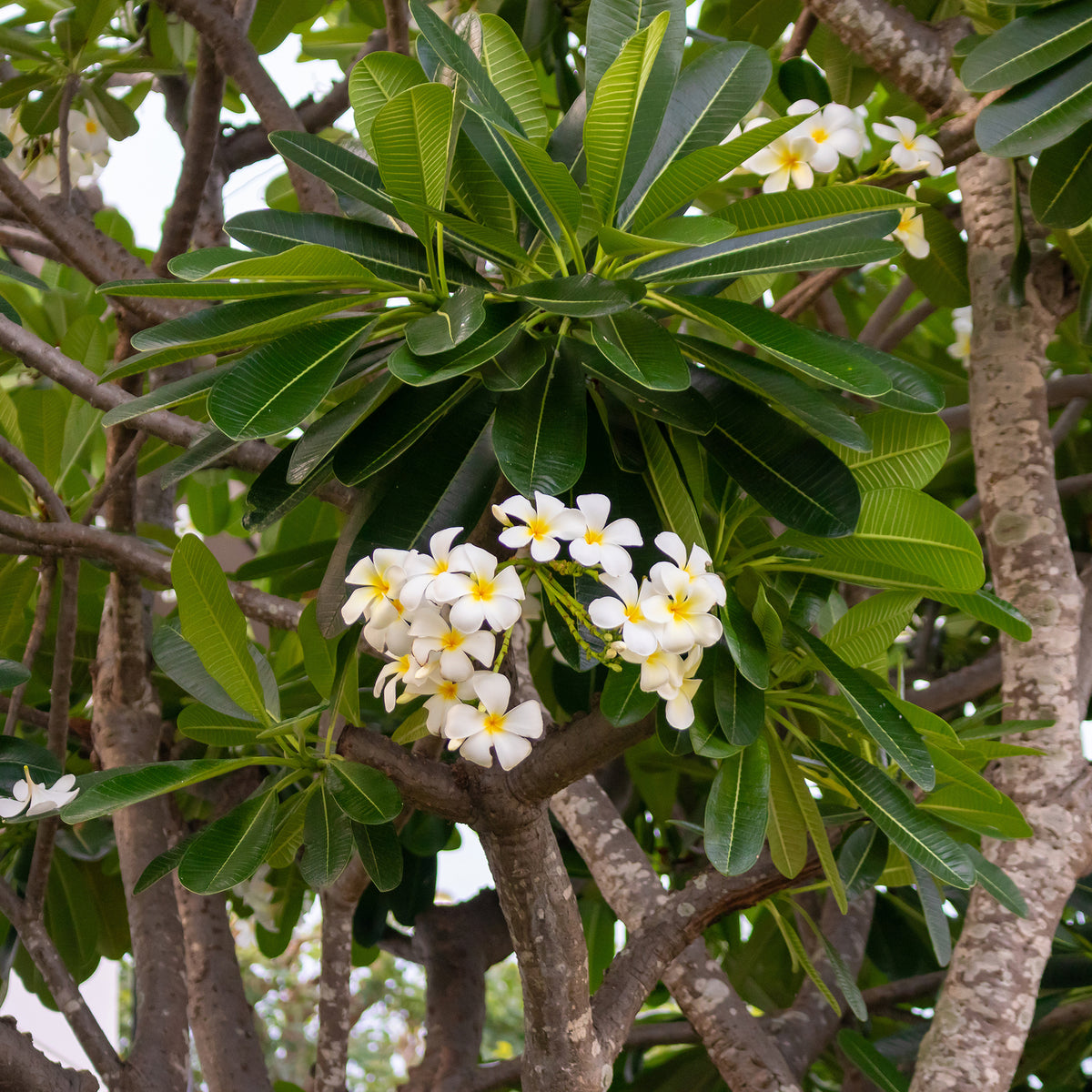 Verkauf Frangipani - Plumeria alba