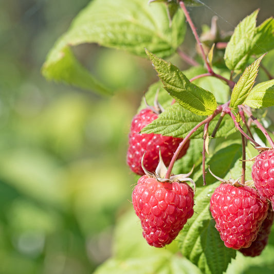 Himbeere Sumo 2 (x2) - Bakker