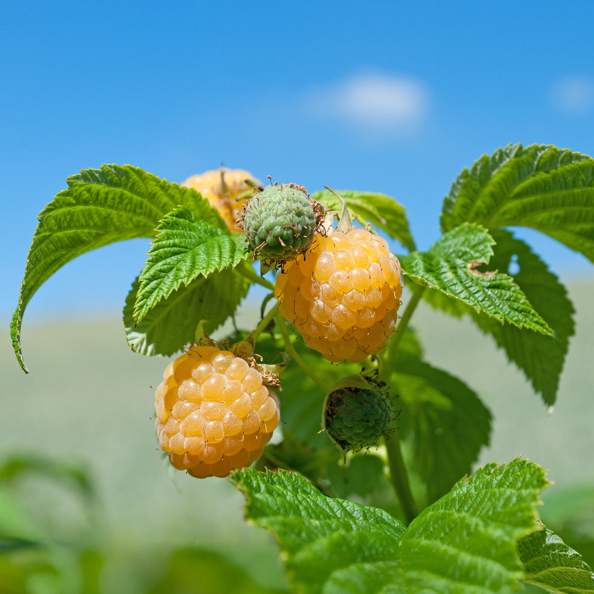 Rubus idaeus Fallgold - Himbeeren Fallgold - Himbeeren