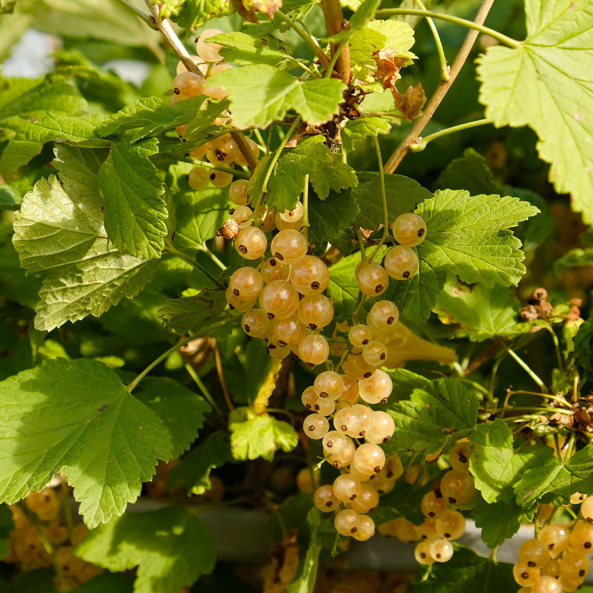 Ribes rubrum Blanka - Johannisbeere Blanka (x2) - Johannisbeeren