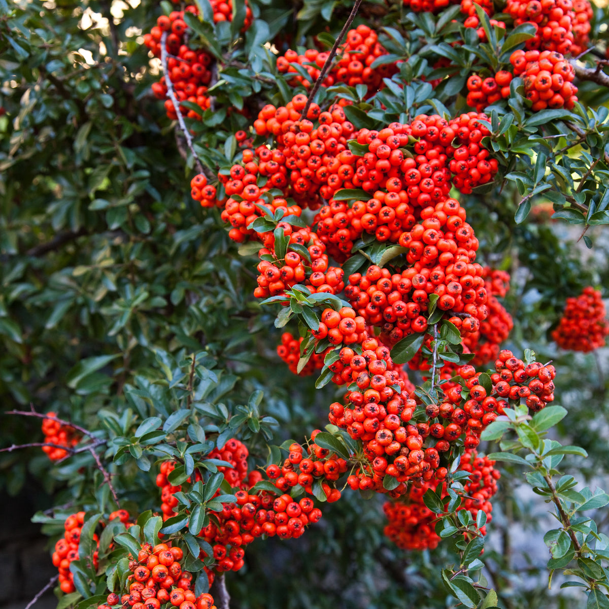 Pyracantha coccinea - Roter Feuerdorn - Immergrüne Pflanzen