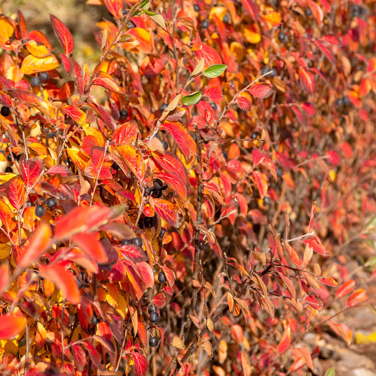 Cotoneaster lucidus - Hecken-Zwergmispel - Sträucher
