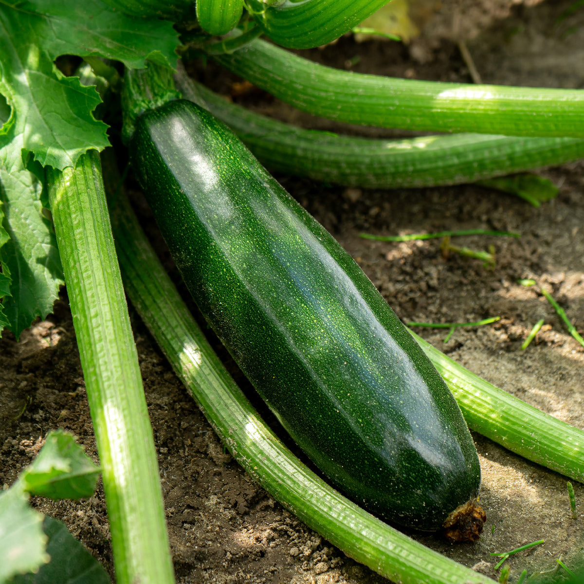 Cucurbita pepo Tarmino F1 - Zucchini Tarmino F1 - Gemüsepflanzen