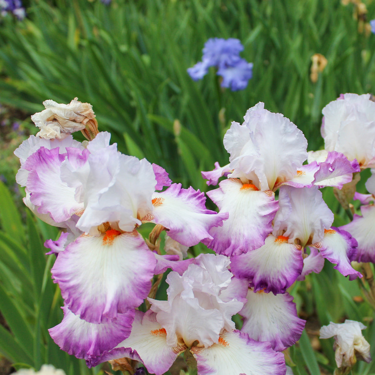 Deutsche Schwertlilie Poésie (x2) - Iris germanica poésie - Bakker