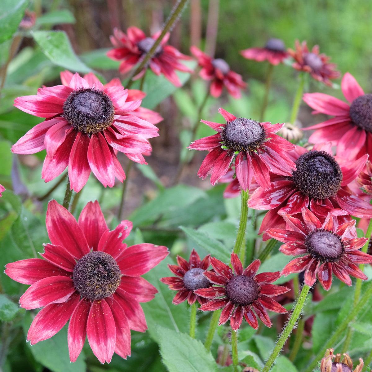 Sonnenhut Cherry Brandy (x2) - Bakker