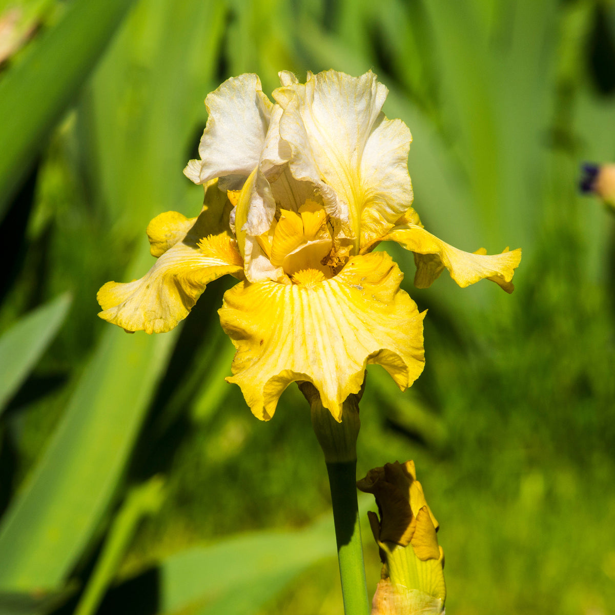 Deutsche Schwertlilie Sangreal (x2) - Iris germanica sangreal - Bakker