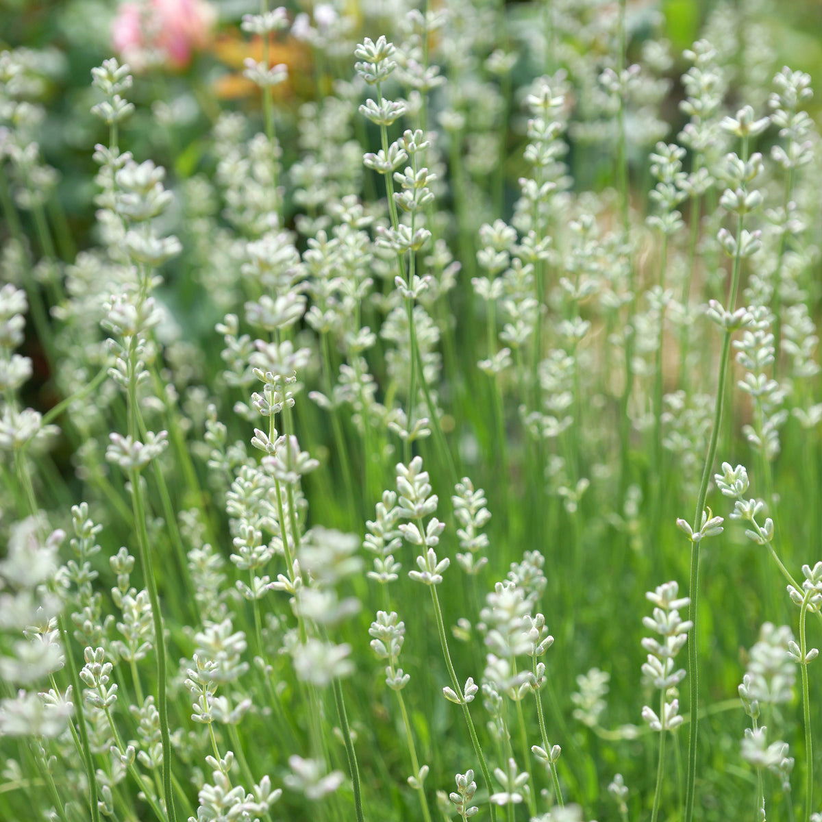 Weißer Lavendel (x2) - Bakker