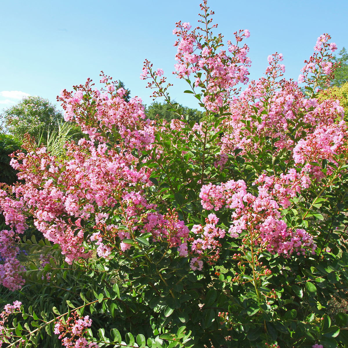Kreppmyrte ‘Petit Pink’