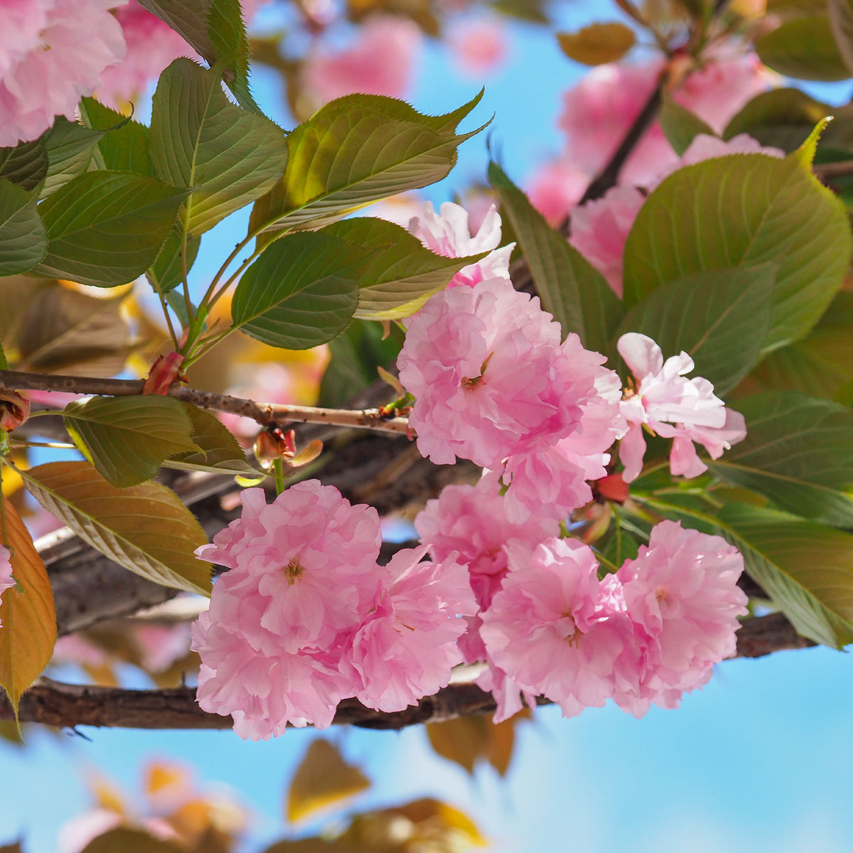 Japanische Kirschbäume - Prunus - Japanische Blütenkirsche Kanzan - Prunus serrulata Kanzan