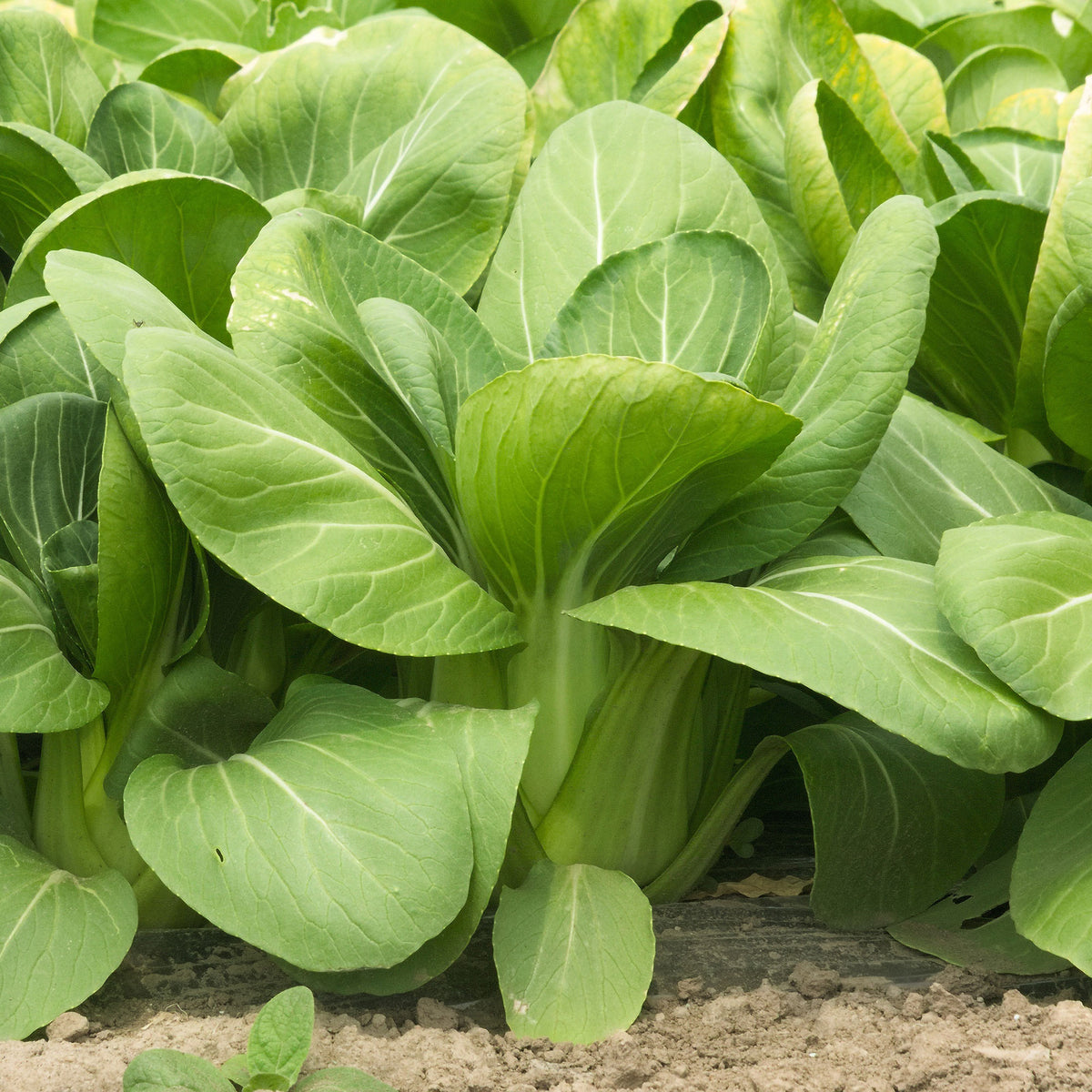 Samen für Kohl - Pak Choi ‘Green Fortune’ F1 - Brassica campestris chinensis green fortune