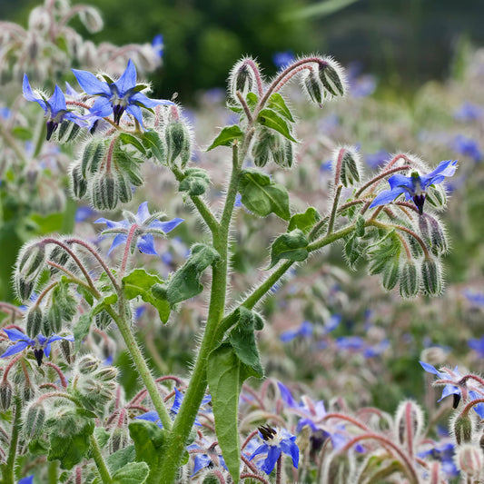 Borretsch Blau Bio - Bakker