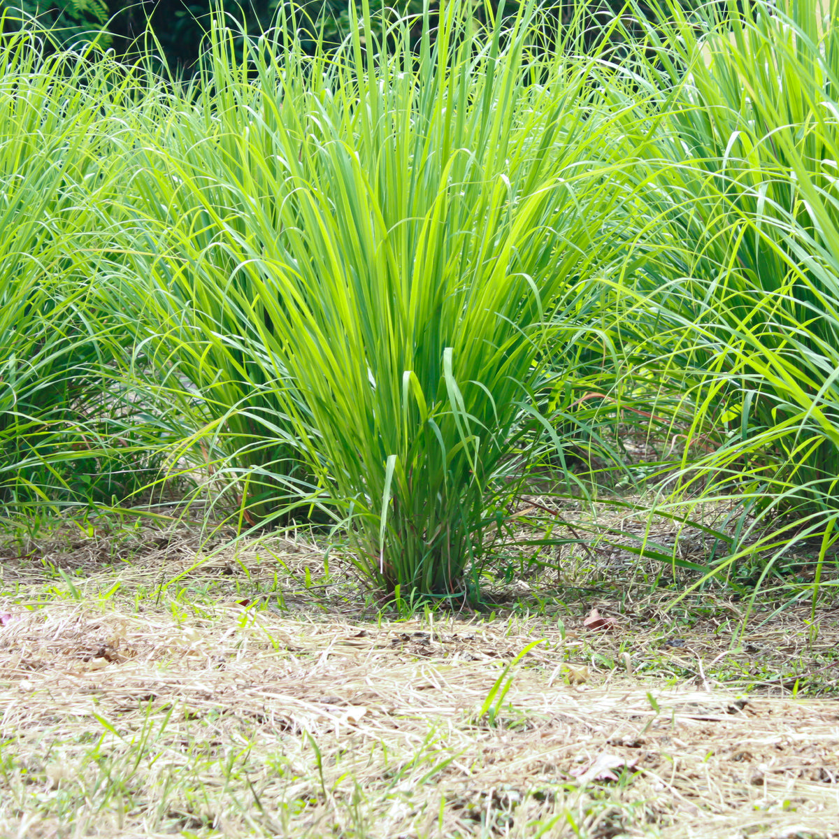 Zitronengras - Cymbopogon flexuosus - Bakker