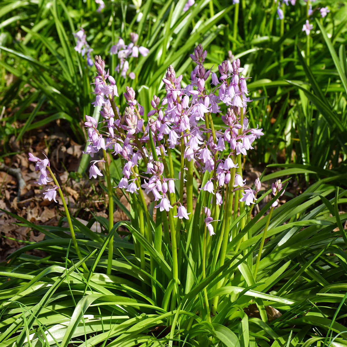 Hasenglöckchen (Scilla) (x10)