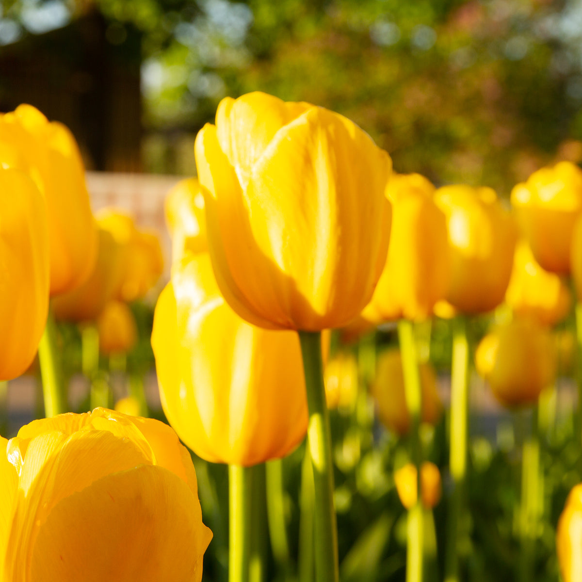 Langstielige Tulpe gelb (x5) - Tulipa - Bakker