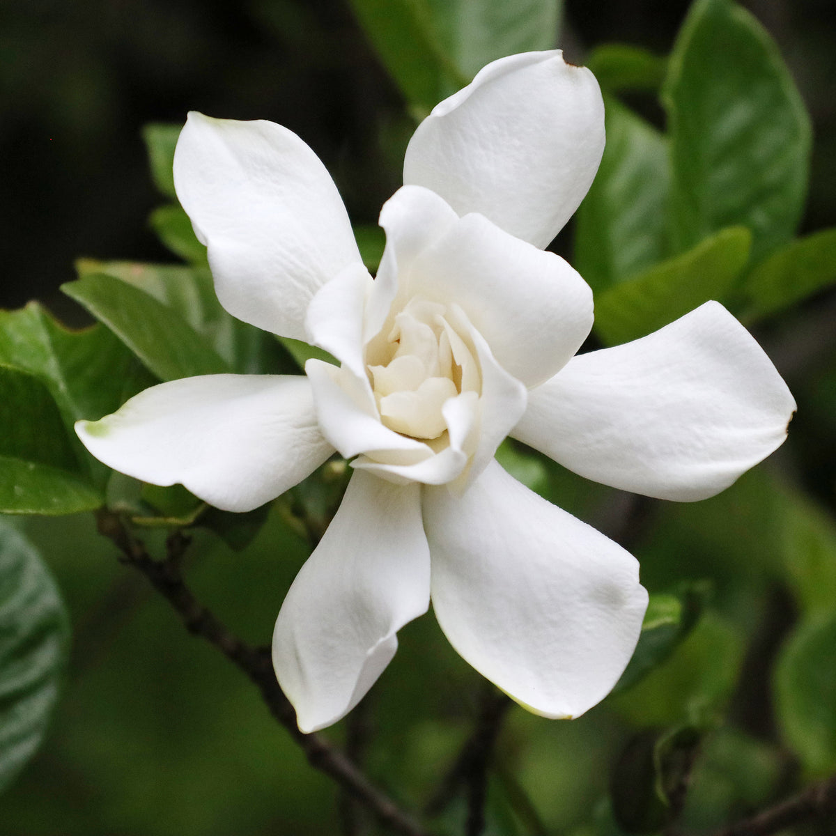 Gardenie Celestial Star
