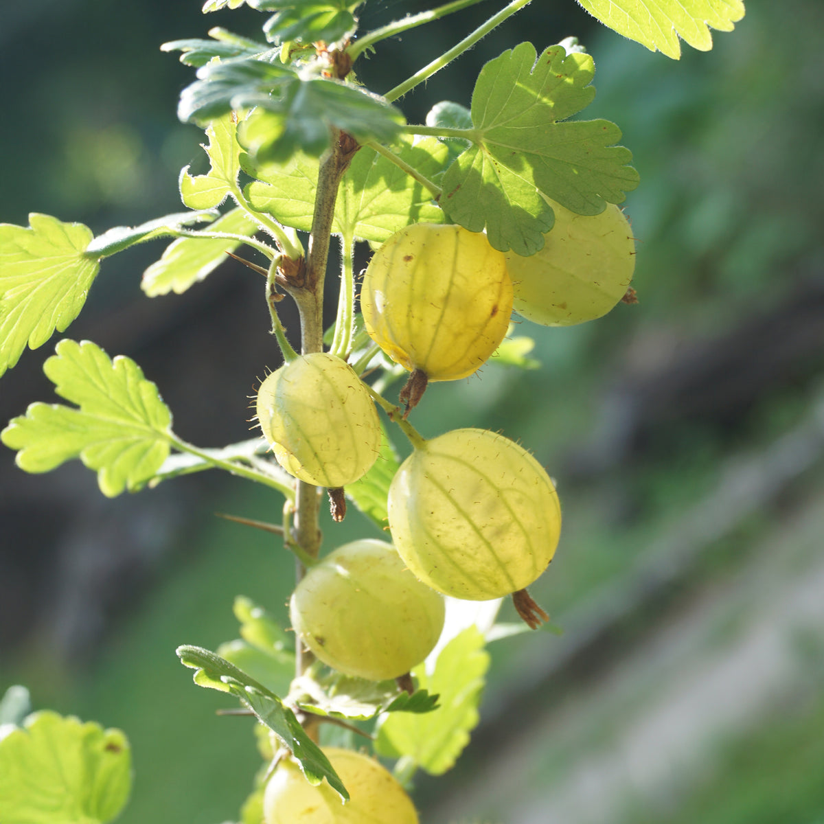 Stachelbeere Invicta - Ribes uva-crispa invicta - Bakker