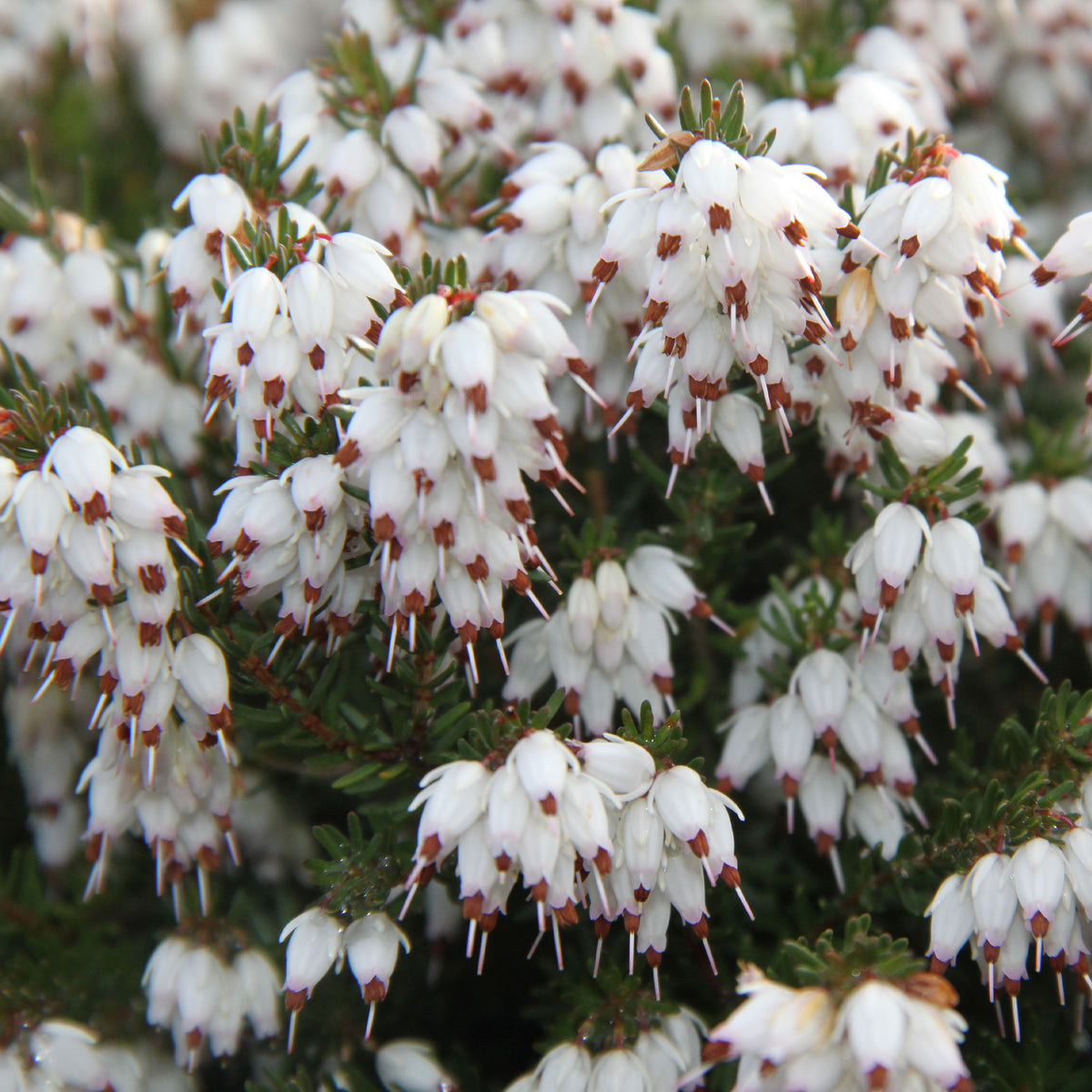 Winterheide White Glow - Erica darleyensis white glow - Bakker