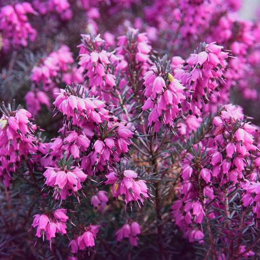 Winterheide ‘Lucie’ - Bakker