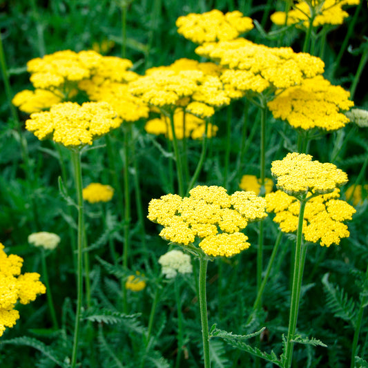 Schafgarbe Coronation Gold - Bakker