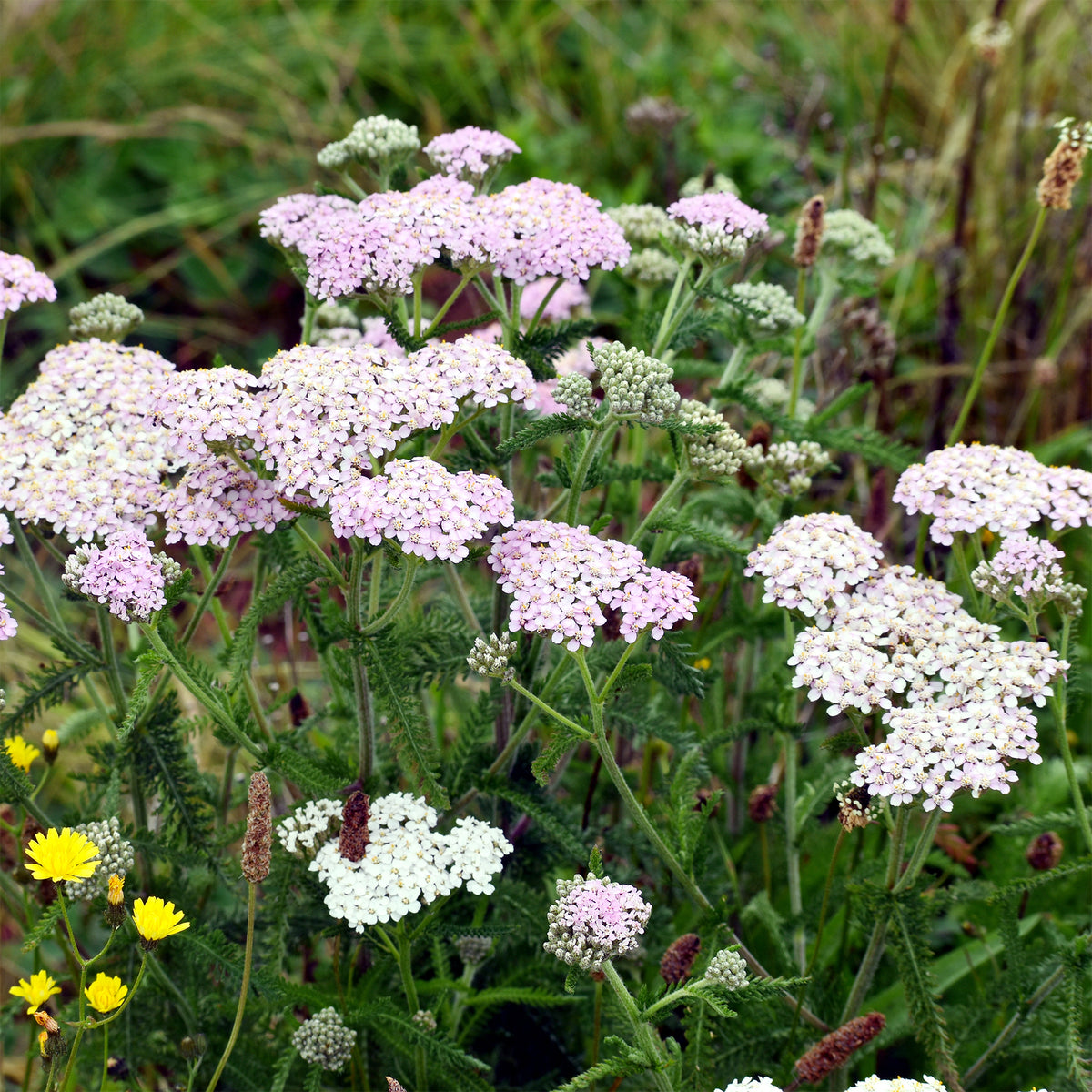 Schafgarbe Lilac Beauty - Bakker