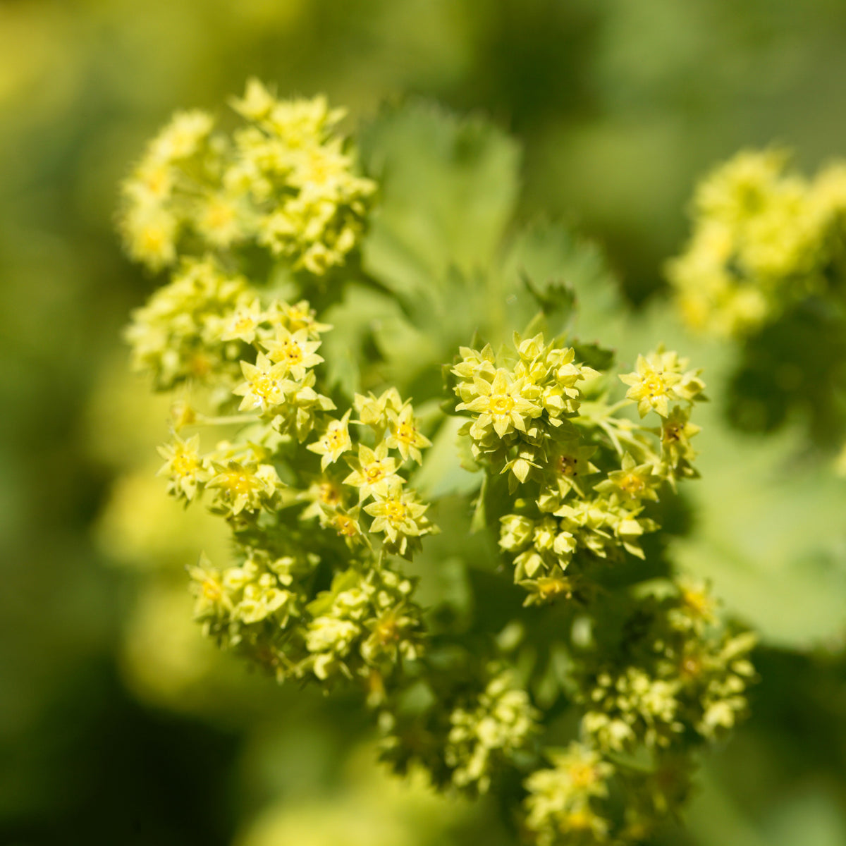 Alchemilla epipsila - Bakker