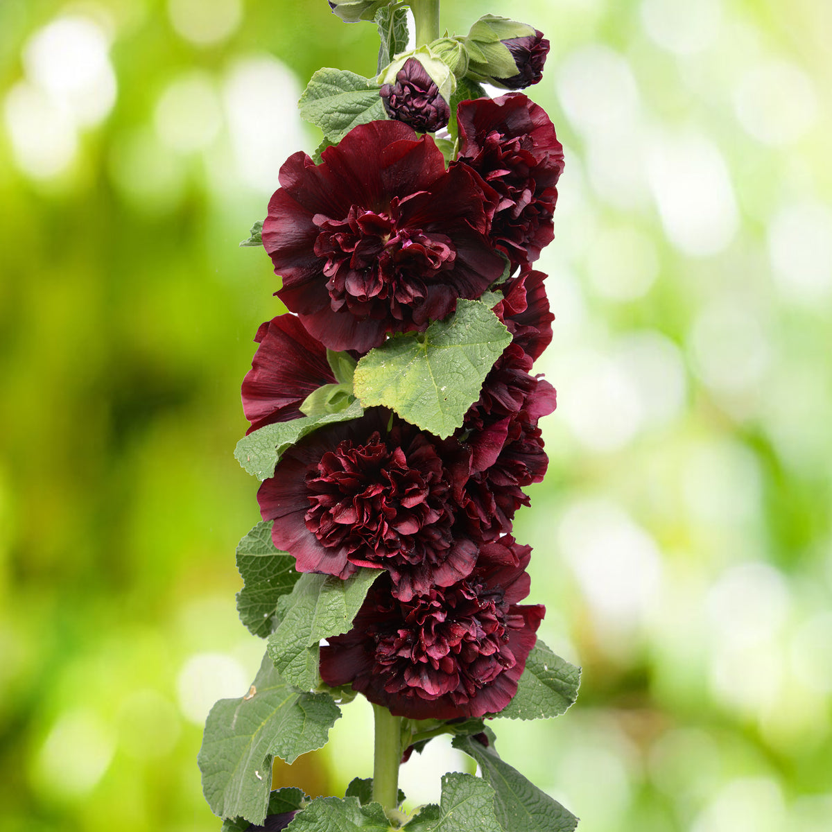 Doppelte Stockrose Chaters Purple - Bakker