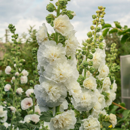 Stockrose gefüllt weiß - Bakker