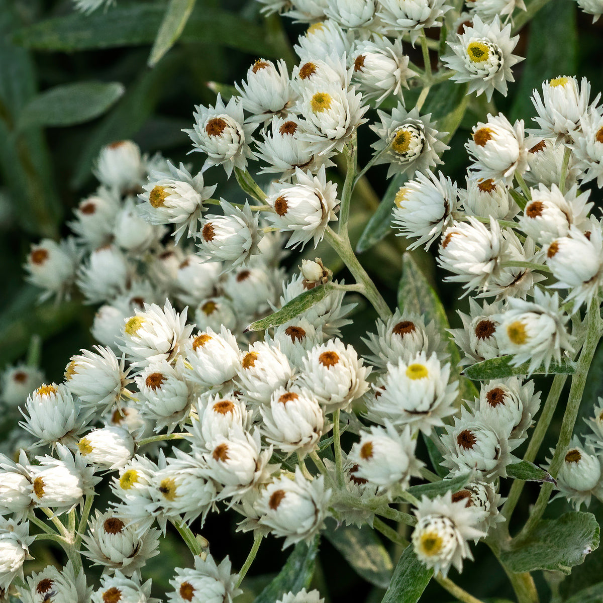 Perlkörbchen 'Sommerschnee' - Anaphalis triplinervis Sommerschnee - Bakker