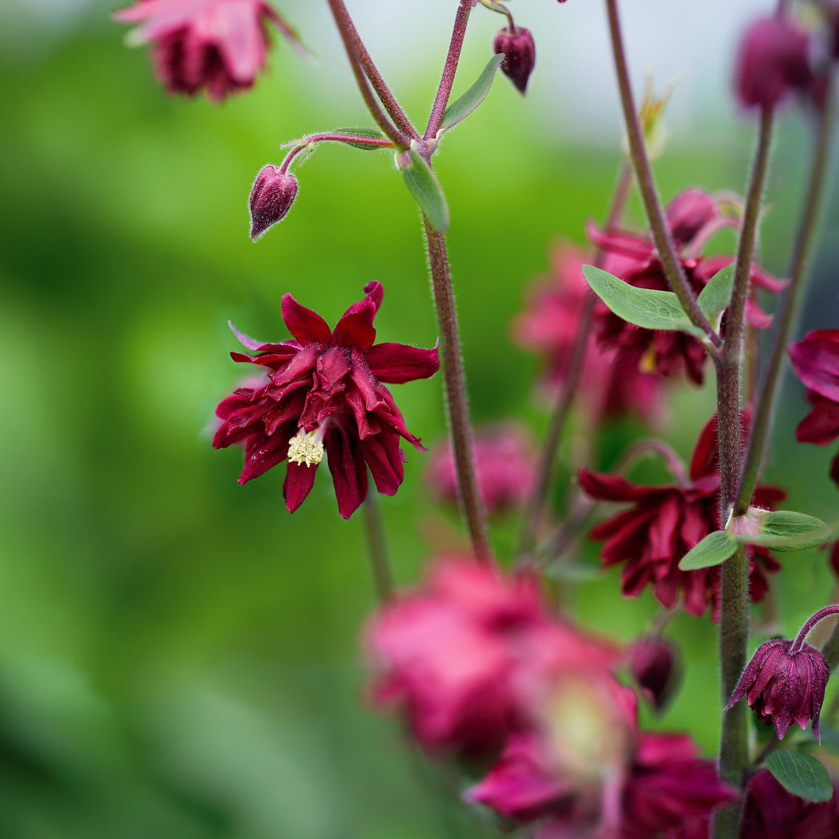Aquilegia vulgaris ruby port - Akelei Ruby Port - Akelei