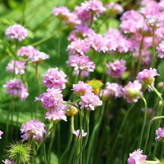 Grasnelke Armada Rose ® - Bakker