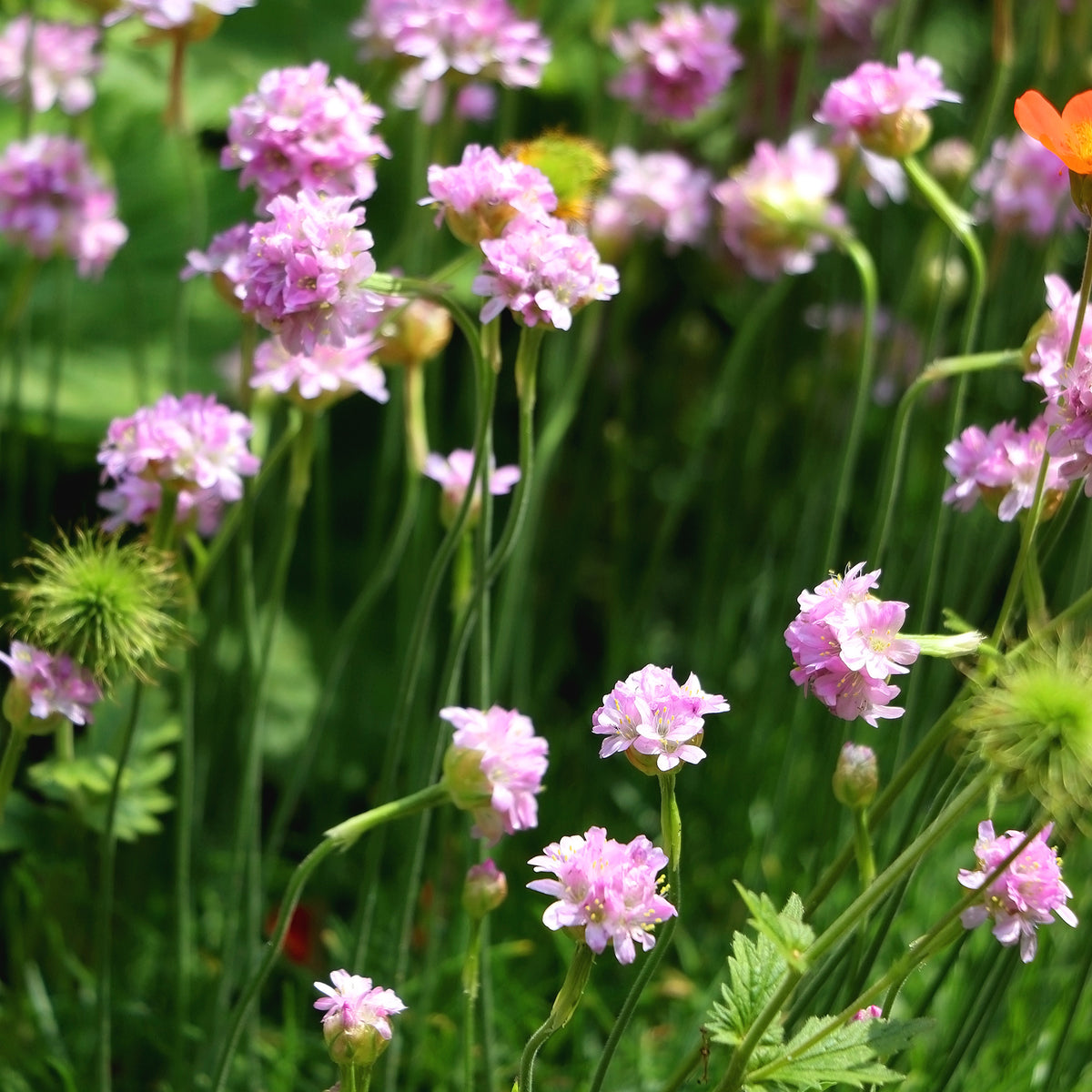 Armeria maritima Rosea Compacta - Grasnelke Armada Rose ® - Spanisches Gras