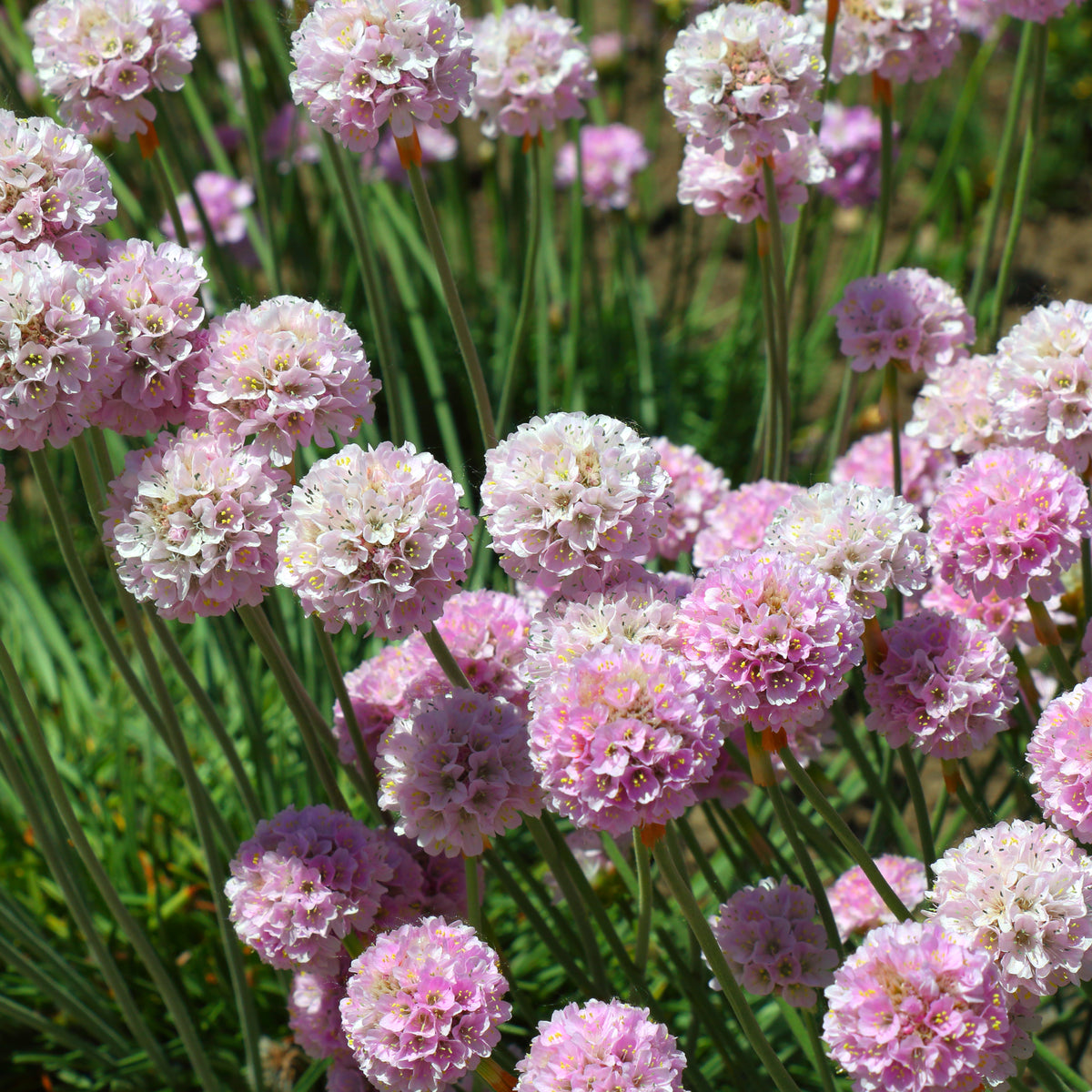 Verkauf Grasnelke Armada Rose ® - Armeria maritima Rosea Compacta