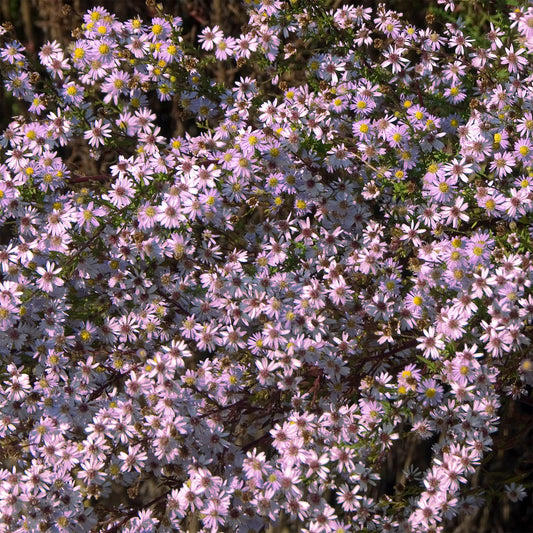 Myrten Aster 'Pink Star' - Bakker