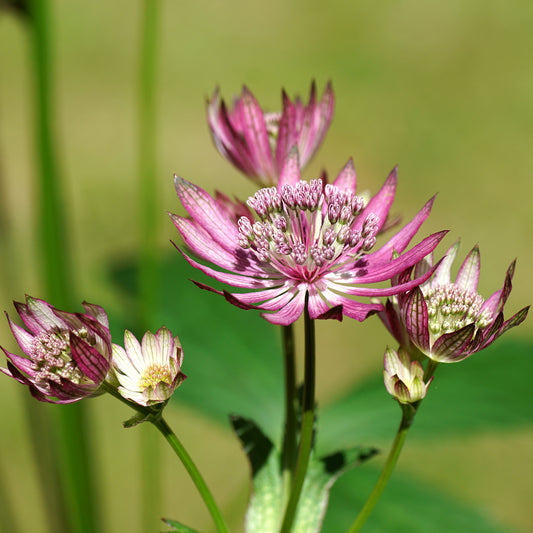 Sterndolde ‘Primadonna’ - Bakker