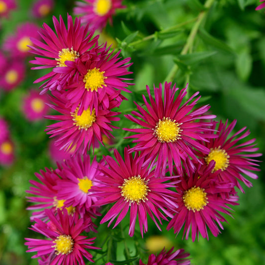Herbst-Aster ‘Crimson Brocade’ - Bakker